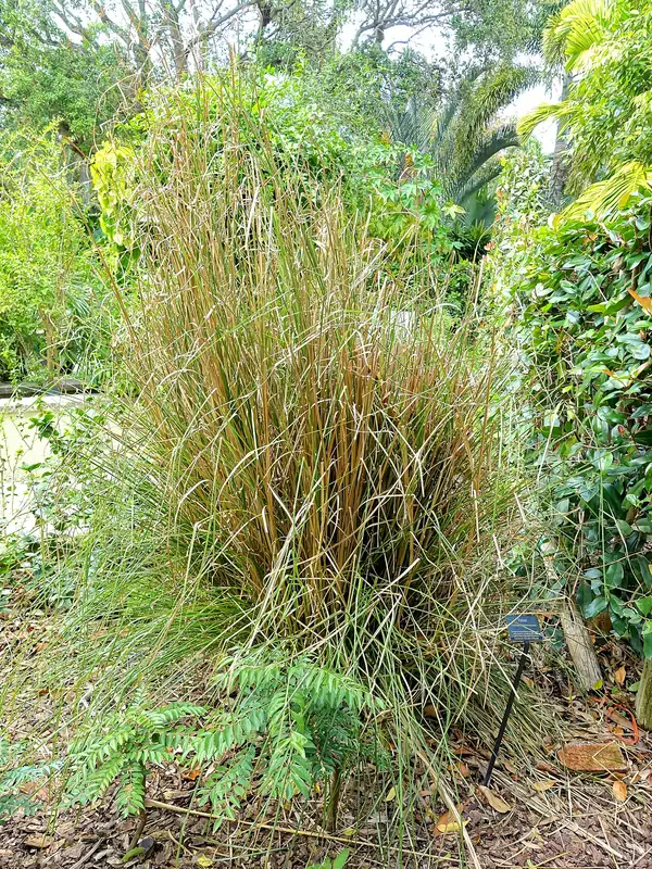 Touceira formada